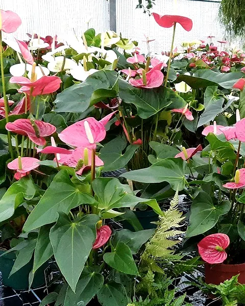 Anthurien mit roten und rosafarbenen Blüten in Töpfen
