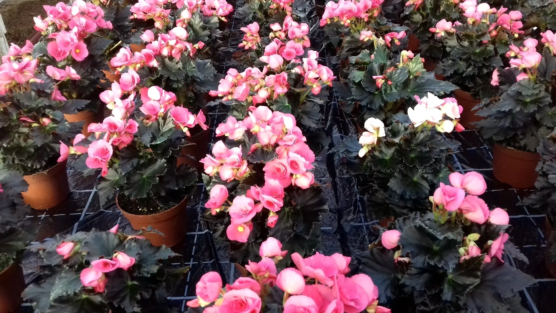 Begonien in Rosa und Weiß in der Kultur