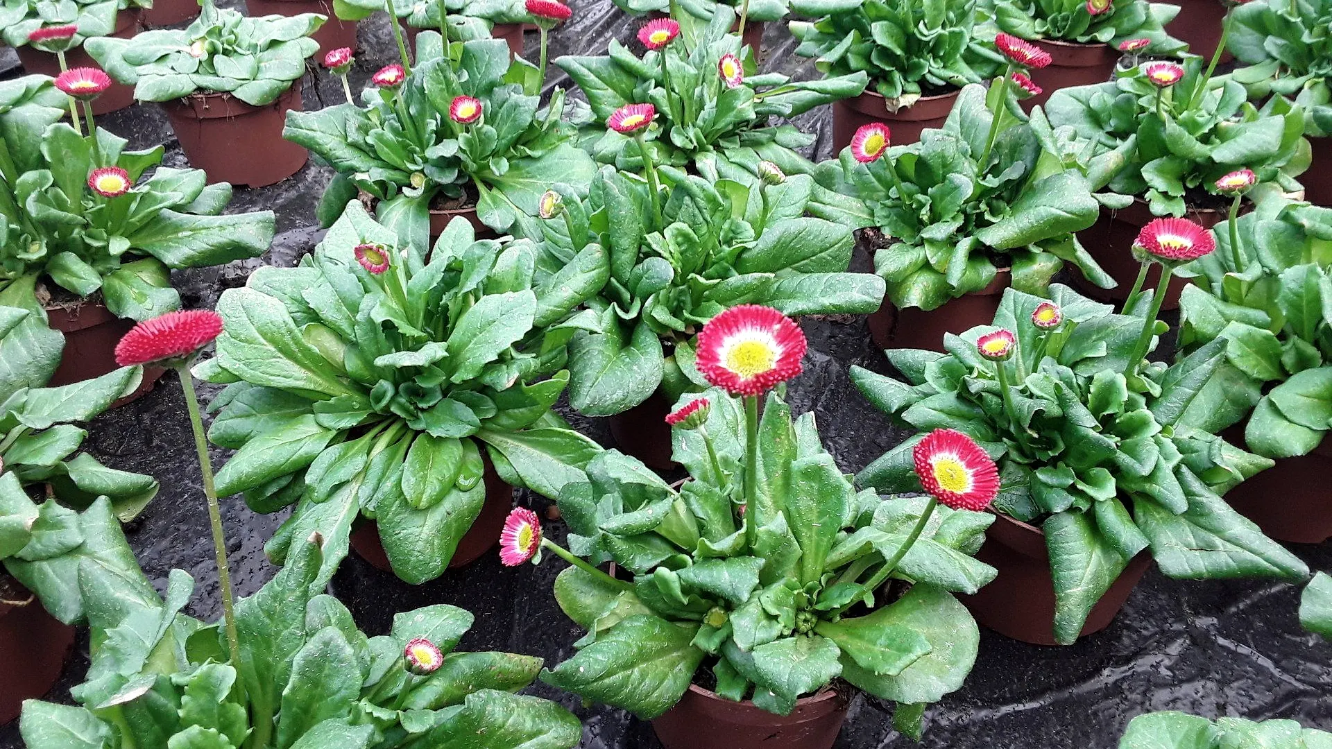 Bellis-Jungpflanzen mit roten Blüten in Töpfen