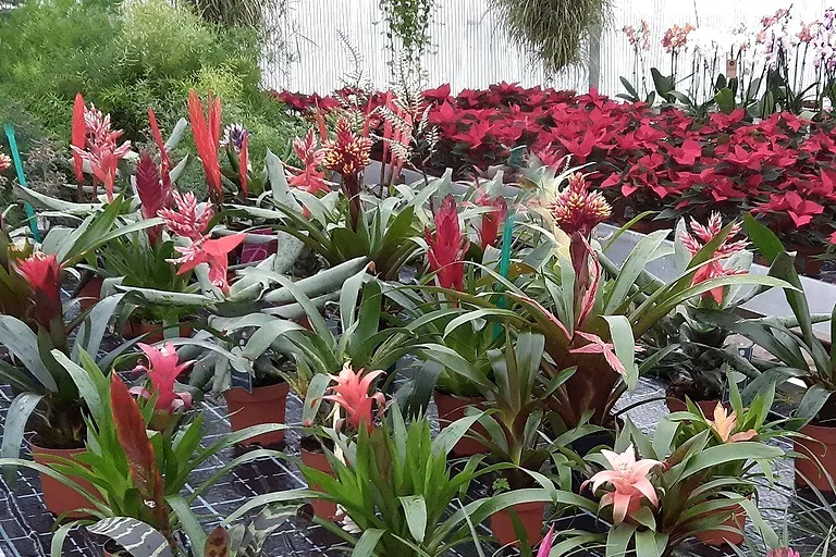 Bromelien und Grünpflanzen im Verkaufsgewächshaus