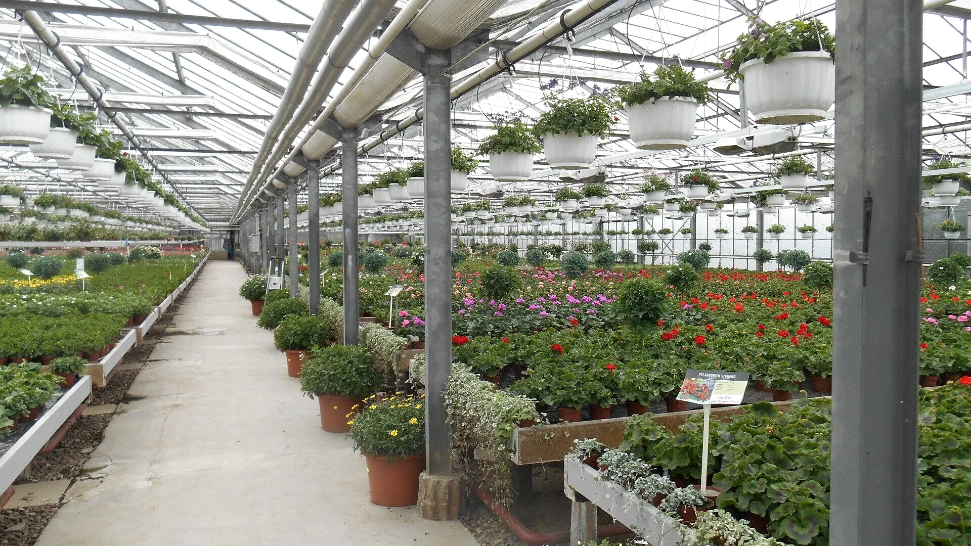 Blick durch ein Gewächshaus von Blumen Herzog: Töpfe mit blühenden Pflanzen auf beiden Seiten des Mittelgangs