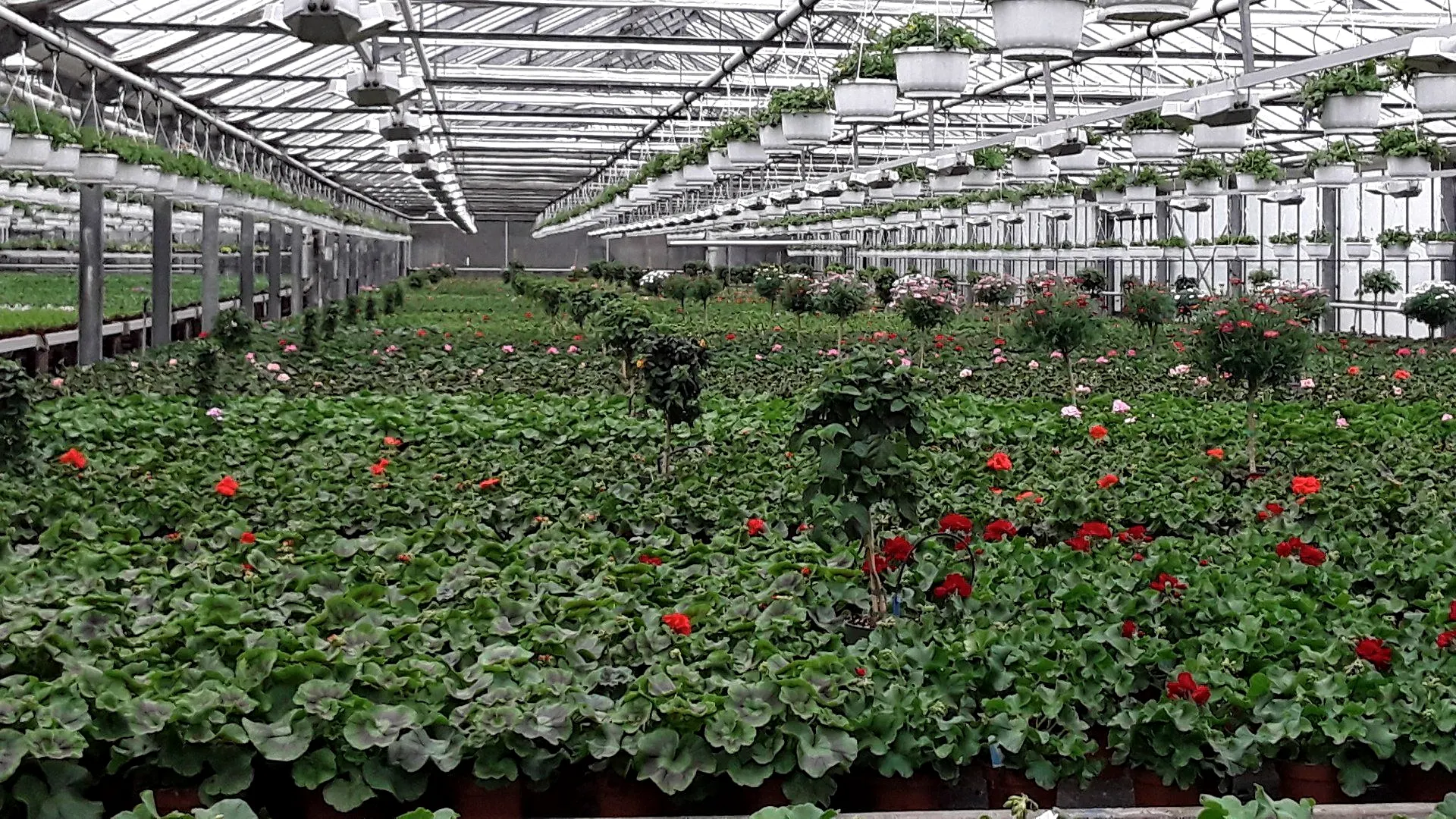Weiter Blick durch ein Gewächshaus der Gärtnerei Blumen Herzog in Bremen-Arsten