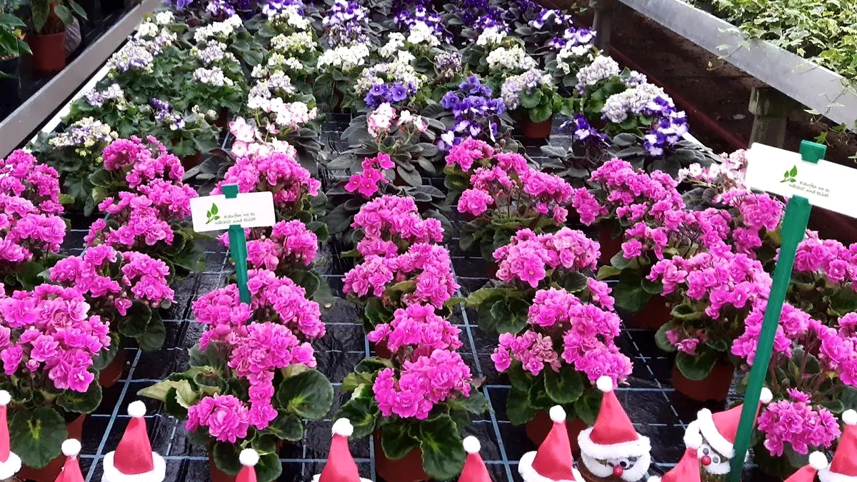 Blühende Topfpflanzen in Pink und Violett im Gewächshaus
