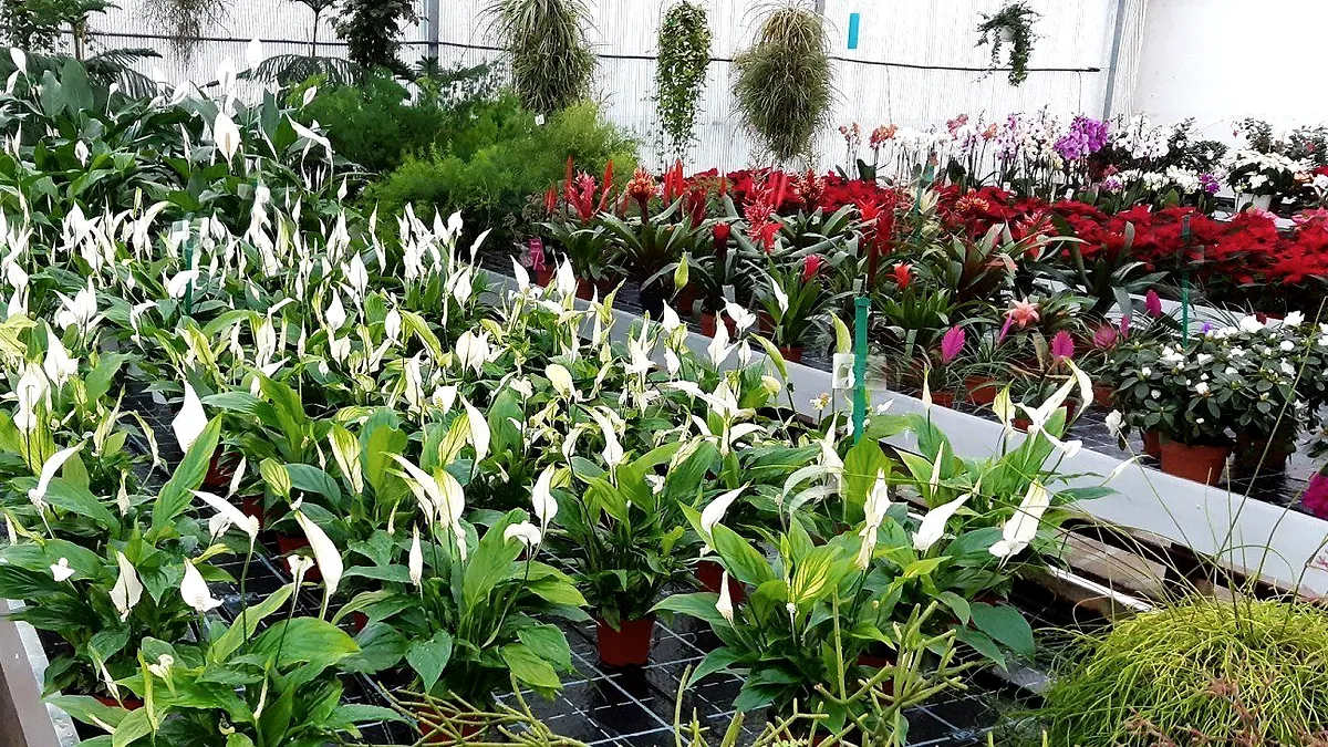 Junge Grünpflanzen in dichten Reihen im Gewächshaus von Blumen Herzog