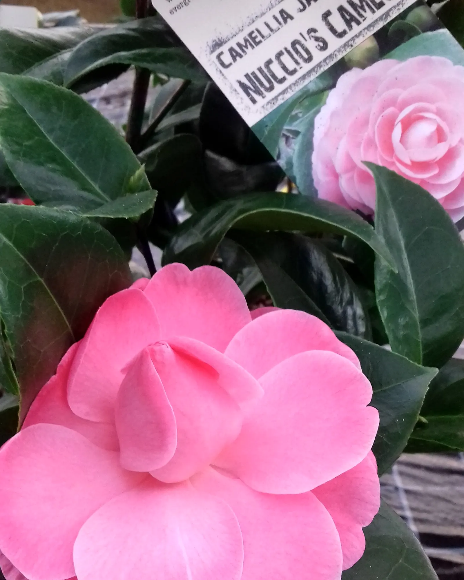 Kamelienblüte in kräftigem Rosa aus der Nähe