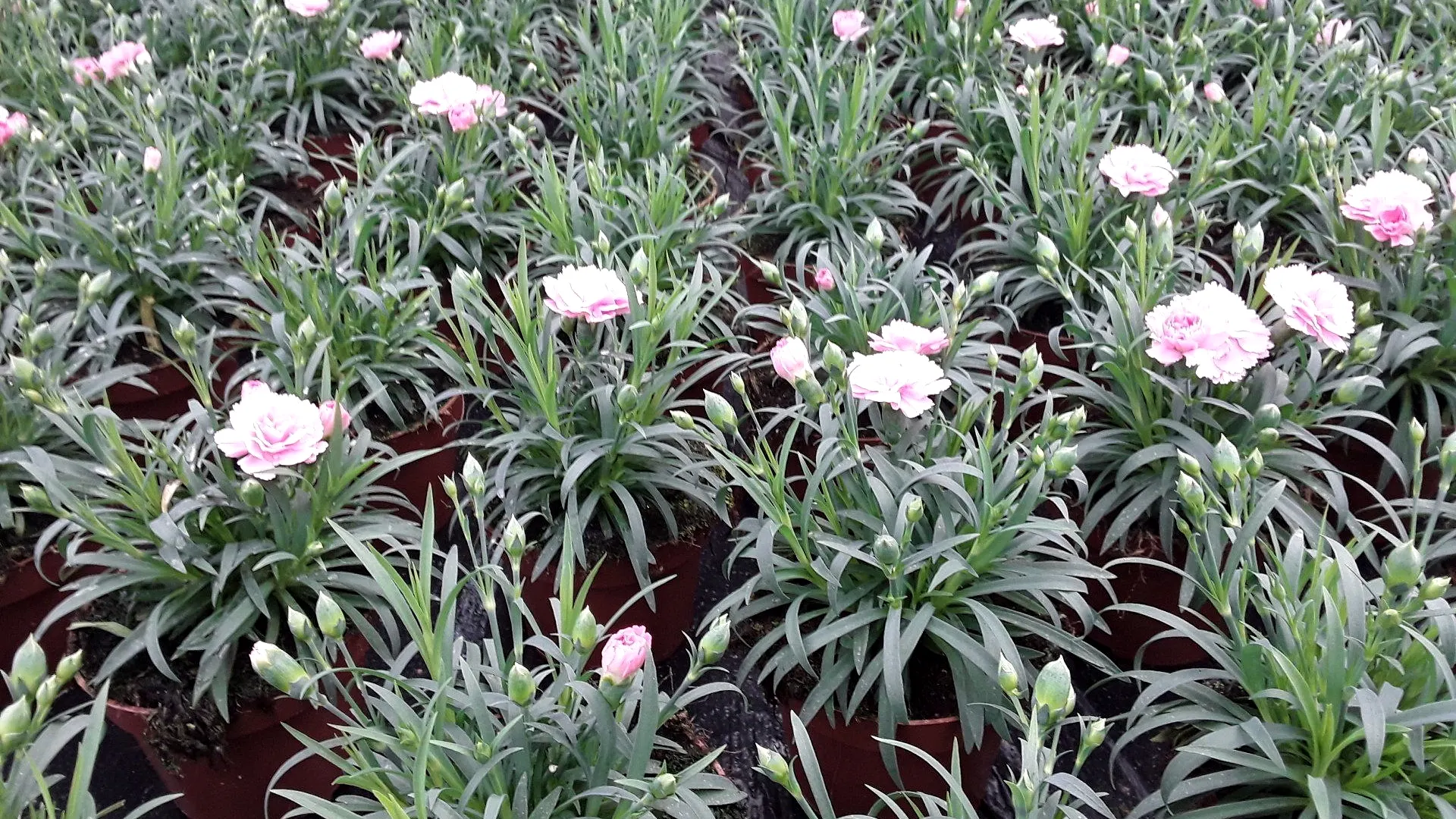 Nelken mit hellrosa Blüten in dichten Reihen