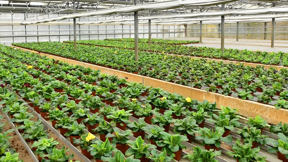 Beetpflanzen in Produktionsreihen unter Glas
