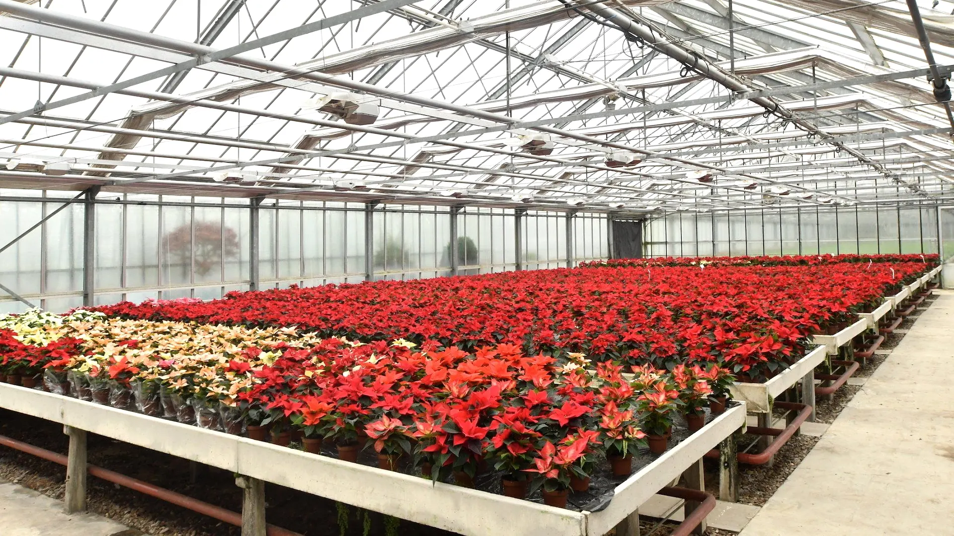 Ein ganzes Gewächshaus voller roter Weihnachtssterne bei Blumen Herzog