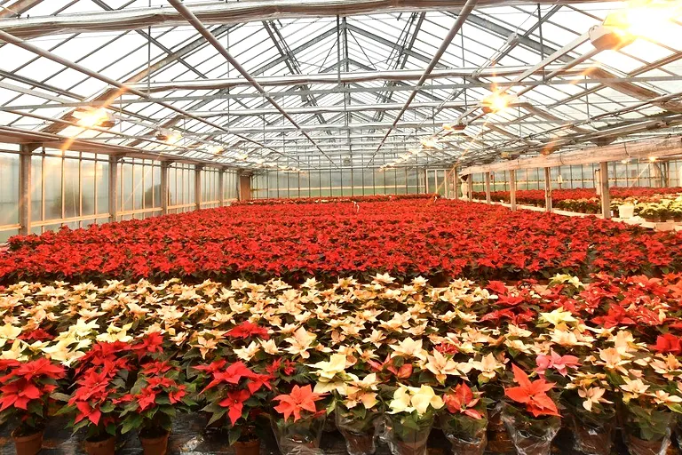 Rote und cremefarbene Weihnachtssterne in Reihen im eigenen Gewächshaus